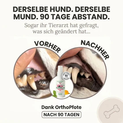 orthopfote-dentaclean (clone this)