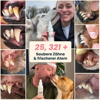 orthopfote-dentaclean (clone this)