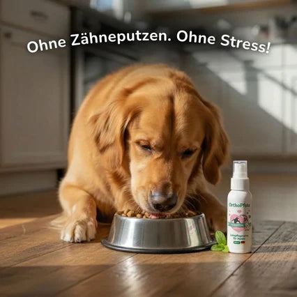 orthopfote-dentaclean (clone this)